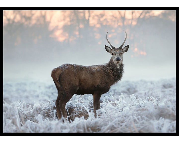 Deer In Frozen Field Poster