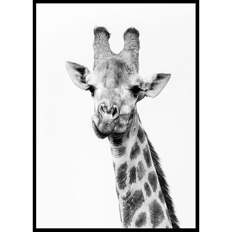 Black and White Giraffe Poster