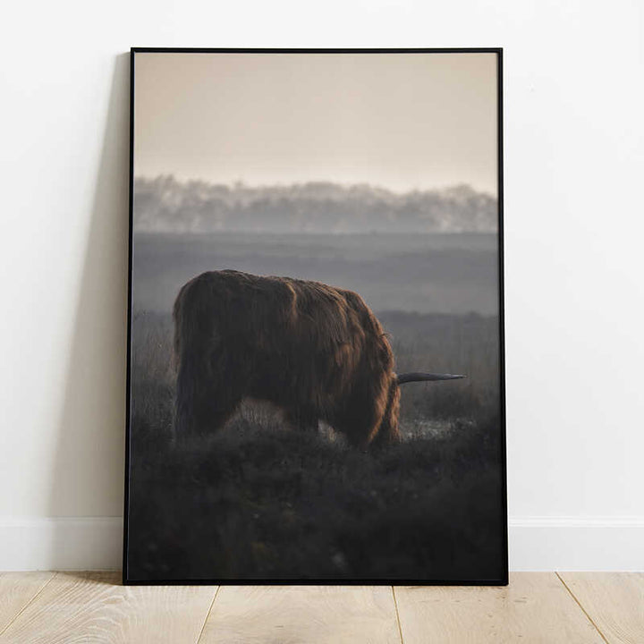 Highland Cow Grazing Poster