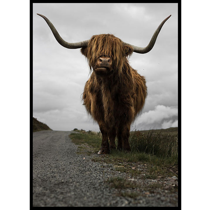 Highland Cow Poster Number 3