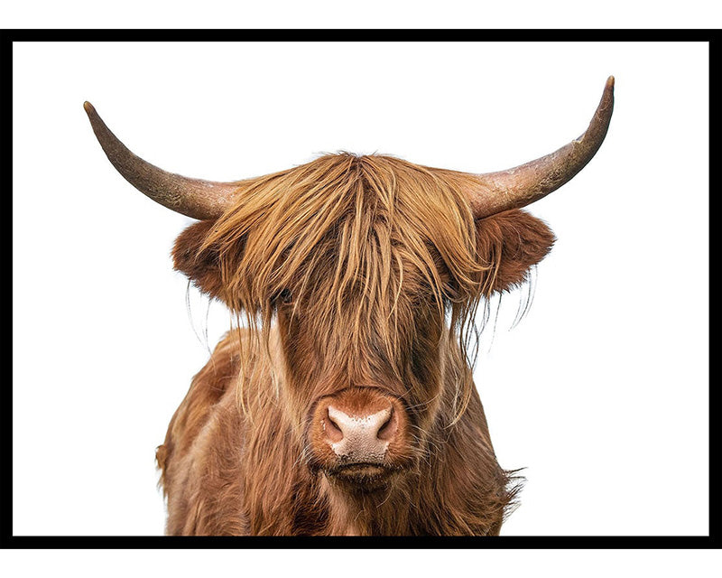 Highland Cow Poster Number 4