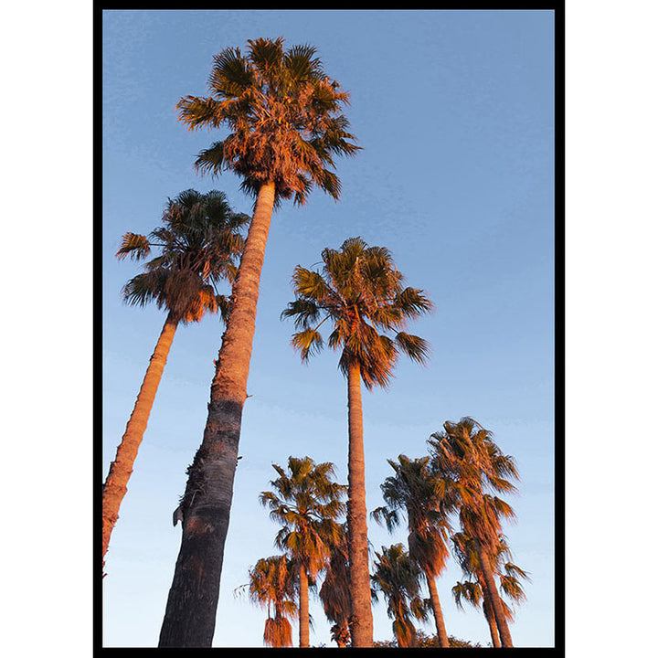 Golden Hour Palm Trees Poster